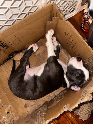puppy
