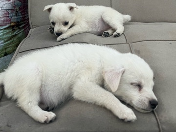 Pomeranian – Pomeranian puppy urgent sale | healthy & vaccinated” – Faridabad