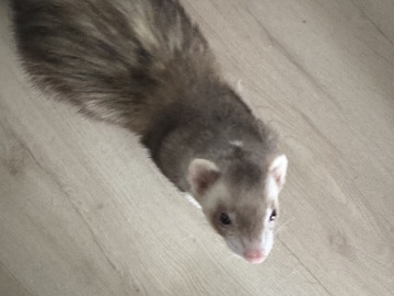 Standard Ferret – ferrets – Mount Pleasant