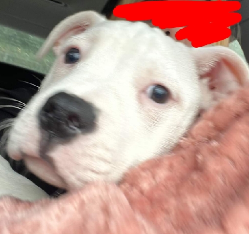 American Bulldog – 6 month old American bulldog x staff