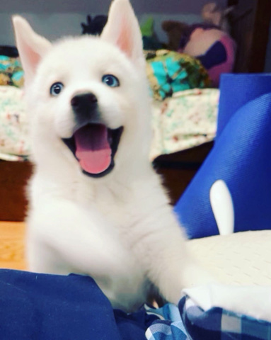 Siberian Husky – Selling Siberian Husky ***