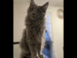 Maine Coon – Simba – Feasterville Trevose