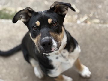 American Pit Bull Terrier โ Rehoming Rocket โ Tulsa