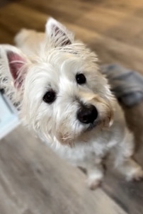 Help us Rehome little Sammy