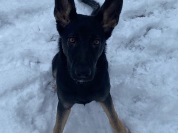 German Shepherd – Deutsche/osteuropäische Schäferhundin – Lorsch