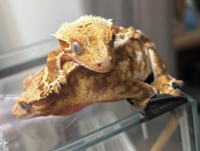 Gecko – Kronengeckos – Mürzzuschlag