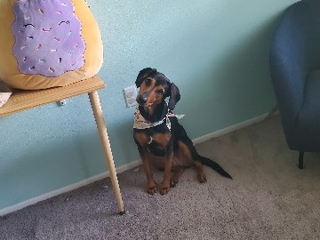 Black and Tan Coonhound – Sweet Female Dog – Spring Hill