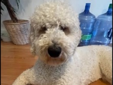 Poodle – 1yr Golden Doodle – Raleigh