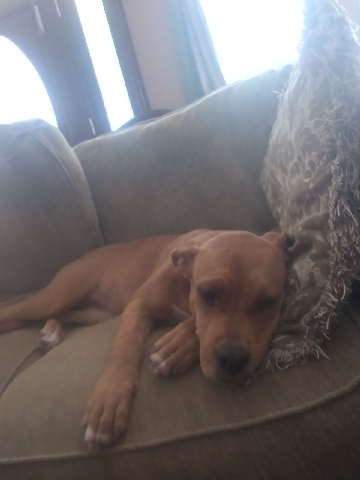 Great Dane – Great Dane. 6 to 7 mos