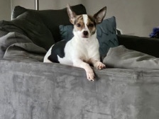 Miniature Fox Terrier – Chihuahua/Fox Terrier