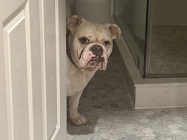 Olde English Bulldogge – Loving Old English Bulldog seeking forever home – San Francisco