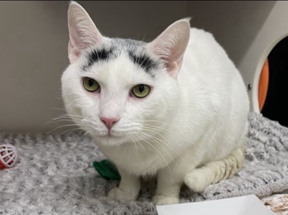 The sweet and gentle soul looking for a loving home! – New York
