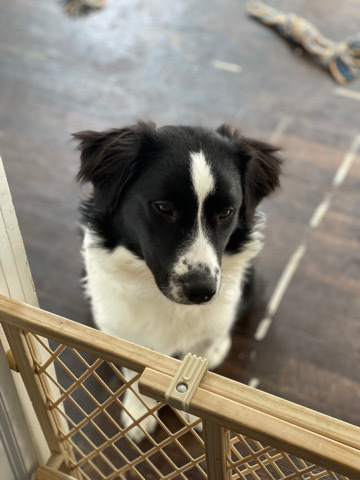 Australian Shepherd – Australian shepherd