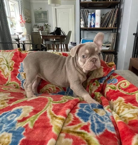French Bulldog – Isabella Frenchie