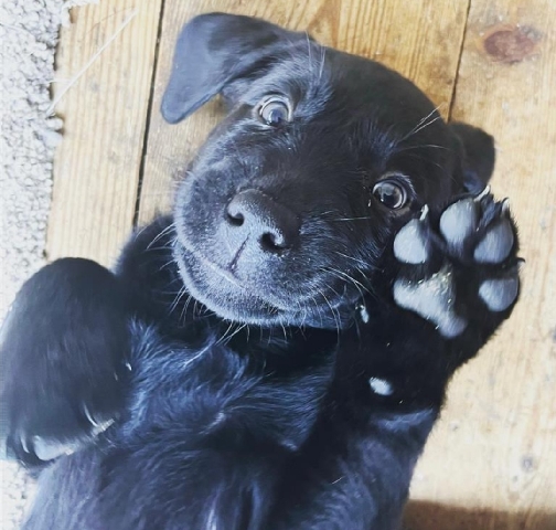Labrador Retriever – Ready Now - Labrador Puppies - KC Gundog Champion