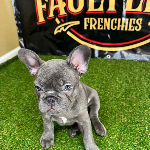 French Bulldog – Frenchies 4 Sale