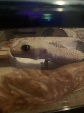 gecko Lizard