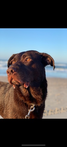 American Pit Bull Terrier – Yogibear