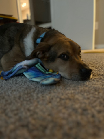 Cody Bear