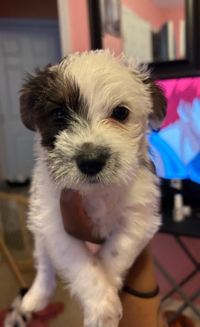 Shih Tzu – looking for a home!