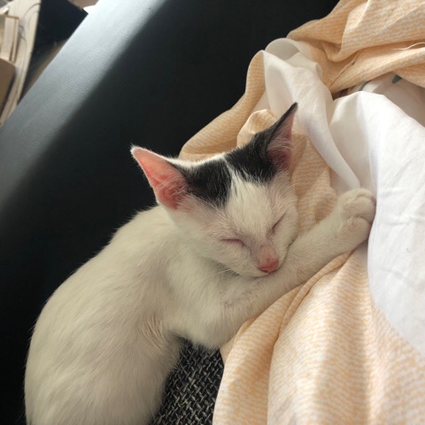 Verkaufe kleine süße Katze