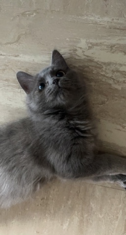 British Longhair – 14 week kitten for sale