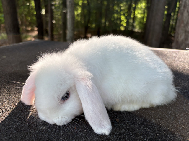Holland Lop – 12-Week-Old Pure White Holland Lop Buck – Blue Eyes ($70) – Clarkston