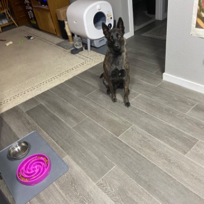 Belgian Shepherd Dog (Malinois) – Need to sell due to my health and personal issues. – Colorado Springs