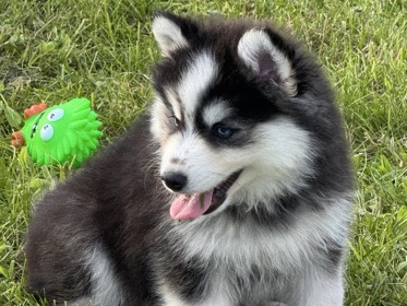 Pomsky – Ace is a handsome bi-eyed wooly male. He is funny, playful, smart, social, & likes attention. He’s got the whole package going on! – Chicago