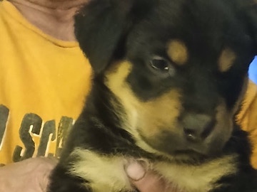 rehoming Rottweiler puppies