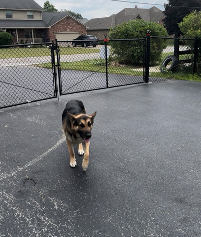 German Shepherd – German Shepherd