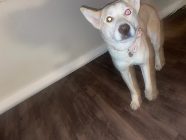 Siberian Husky – rehome