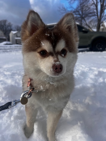 Pomeranian – 10month Old Pomsky Male (Pomeranian Husky)