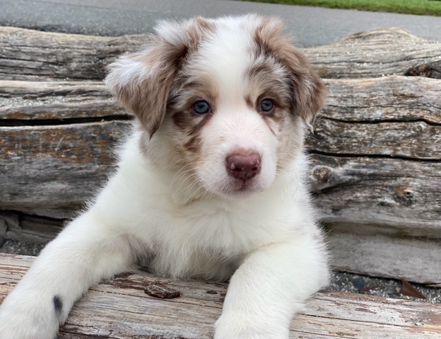 Border Collie – Border Collie Red merle
