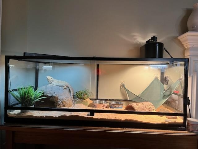 lizard – Bearded Dragon