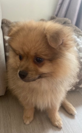 Pomeranian – Adorable Pomeranian Puppy