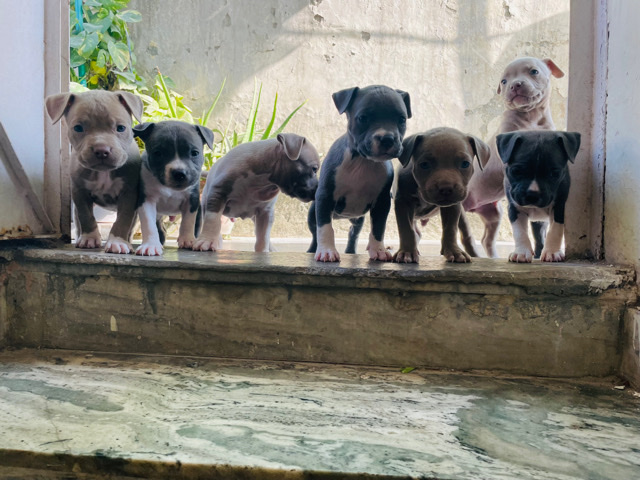 American Bulldog – Am bully pocket size available for sell ***