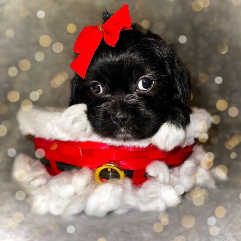 Shih Tzu – puppy ready for Christmas eve