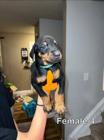 Doberman Pinscher – Doberman puppies