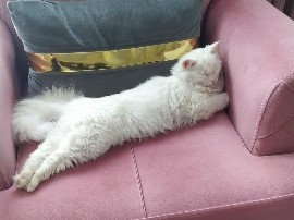 Siamese – kedi – Kazım Özalp Mahallesi