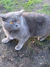 British Shorthair – britisch kurzhaar Kater zum abgeben – Neuss