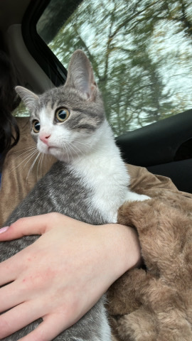Female kitten