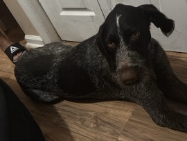 German Wirehaired Pointer – GERMAN WIRED HAIRED POINTER – Allentown