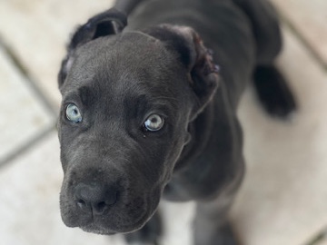 cane corso dringend abzugeben Welpen
