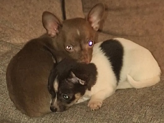 Chihuahua puppies 
