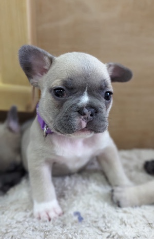 French Bulldog – Beautiful French Bulldog Puppies