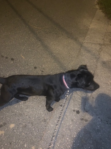 Labrador Retriever – rehoming my mothers Dog