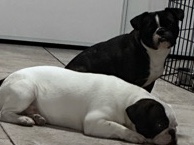 French Bulldog - two French bull dogs  available for adoption in Las Vegas