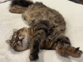 Russian White, Black and Tabby – Bear🧸 – Richardson