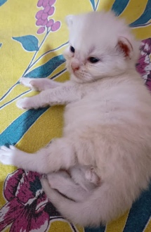Persian (Modern) – Persian cat